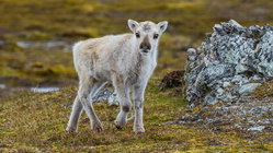 Prepare yourself for a look at a rare albino caribou calf photographed possibly for the first time Church Find